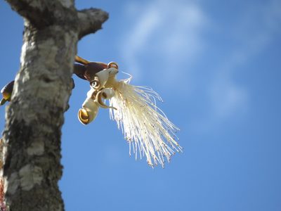 Pseudobombax longiflorum, photographed by Leonardo Bergamini