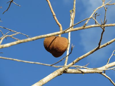 Magonia pubescens, photographed by Leonardo Bergamini