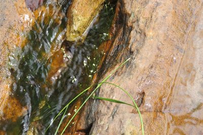 Utricularia neottioides, photographed by Leonardo Bergamini