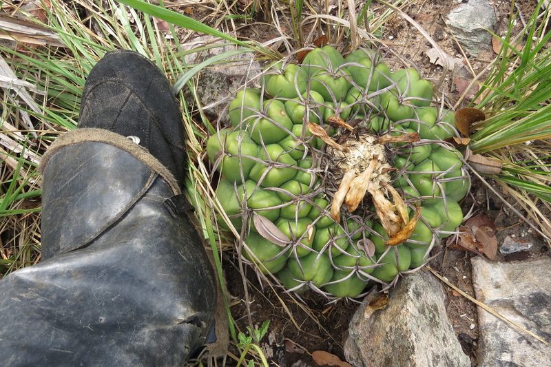 Discocactus catingicola, photographed by Leonardo Bergamini