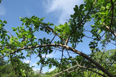 Commiphora leptophloeos, photographed by Leonardo Bergamini