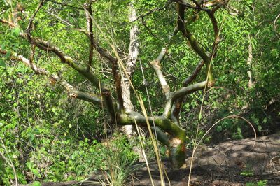 Commiphora leptophloeos, photographed by Leonardo Bergamini