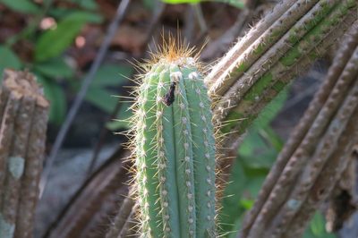 Pilosocereus machrisii, photographed by Leonardo Bergamini
