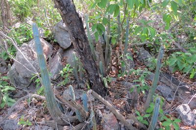 Pilosocereus machrisii, photographed by Leonardo Bergamini