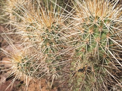 Echinocereus engelmannii, photographed by CK2AZ
