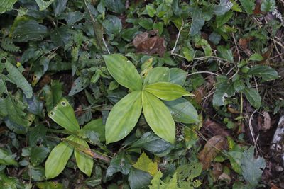Costus pulverulentus, photographed by Juan Cruzado Cortés