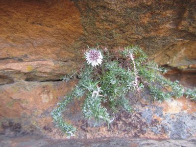 Hydroidea elsiae, photographed by douglaseustonbrown