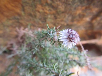 Hydroidea elsiae, photographed by douglaseustonbrown