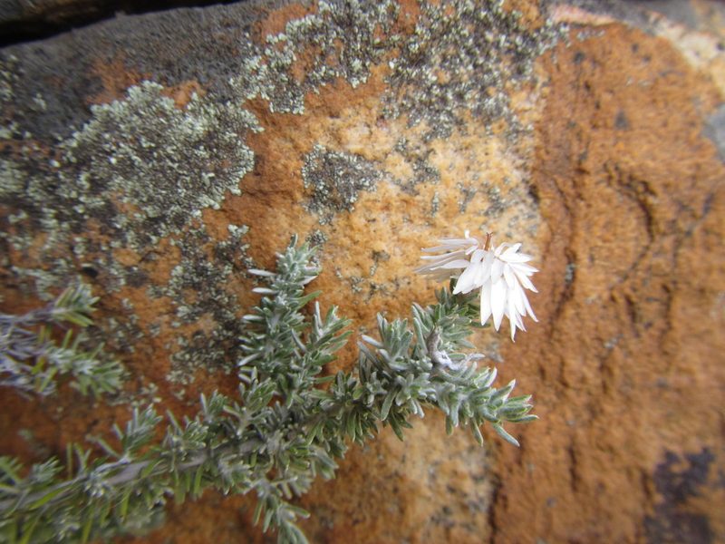 Hydroidea elsiae, photographed by douglaseustonbrown