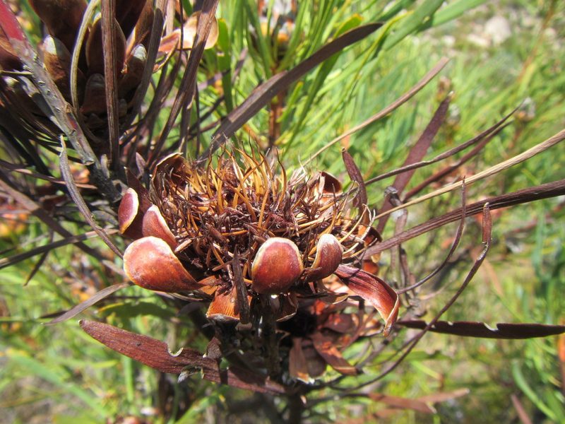 Protea acuminata, photographed by douglaseustonbrown