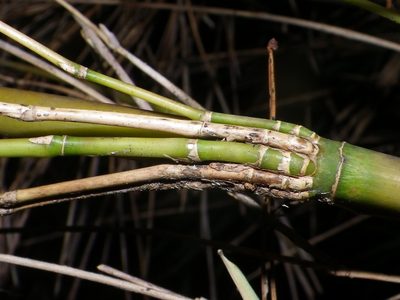 Chusquea septentrionalis, photographed by Arturo Castro Castro