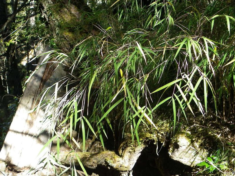 Chusquea septentrionalis, photographed by Arturo Castro Castro