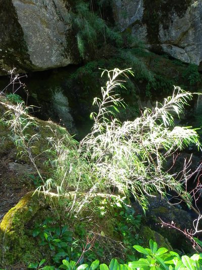Chusquea septentrionalis, photographed by Arturo Castro Castro