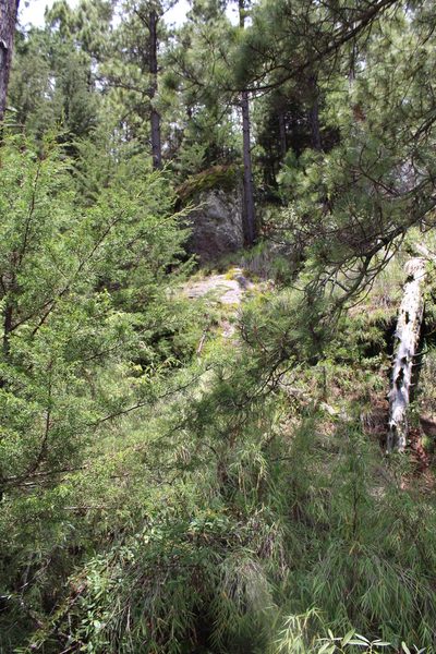 Chusquea septentrionalis, photographed by Arturo Castro Castro