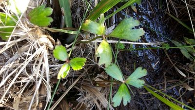 Ranunculus macropus, photographed by naturewatchwidow