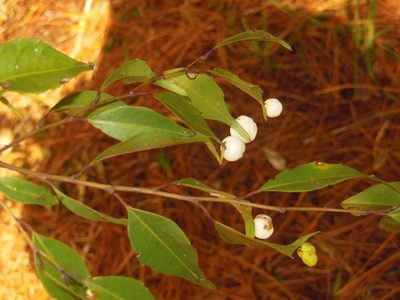 Phyllonoma laticuspis, photographed by Neptalí Ramírez Marcial