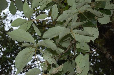 Quercus calophylla, photographed by Neptalí Ramírez Marcial
