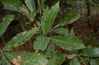 Quercus cortesii, photographed by Neptalí Ramírez Marcial