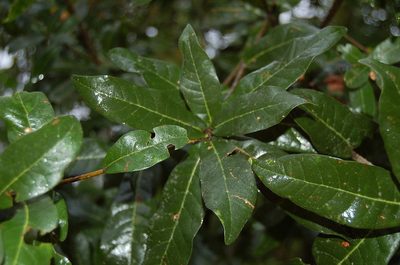 Quercus sapotifolia, photographed by Neptalí Ramírez Marcial