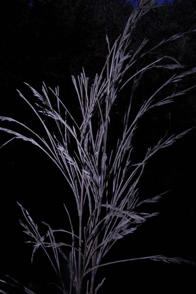 Chusquea septentrionalis, photographed by Arturo Castro Castro