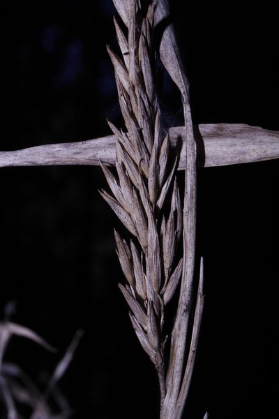 Chusquea septentrionalis, photographed by Arturo Castro Castro