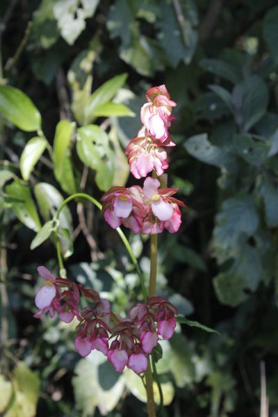 Begonia heracleifolia, photographed by Juan Cruzado Cortés