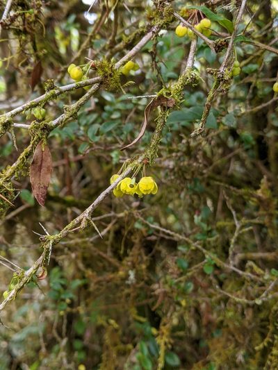 Berberis hayatana, photographed by Tzu-Neng Yuan