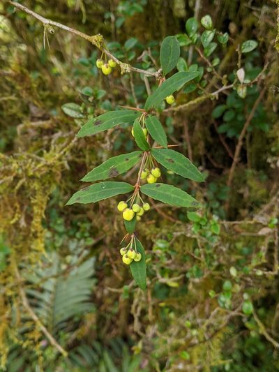 Berberis hayatana, photographed by Tzu-Neng Yuan