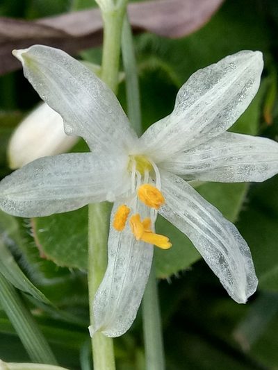 Anthericum baeticum, photographed by Karim Haddad