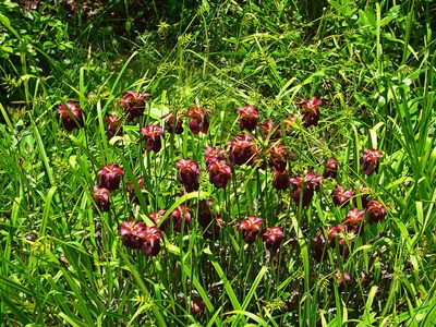 Sarracenia jonesii, photographed by Evan M. Raskin