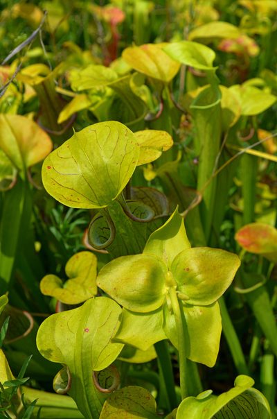 Sarracenia oreophila, photographed by Evan M. Raskin