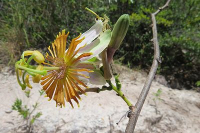 Passiflora cerradensis, photographed by Leonardo Bergamini