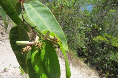 Passiflora cerradensis, photographed by Leonardo Bergamini