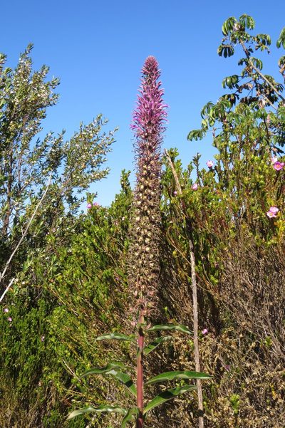 Lobelia brasiliensis, photographed by Leonardo Bergamini