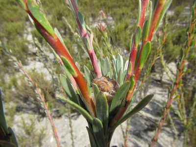 Leucadendron verticillatum, photographed by douglaseustonbrown