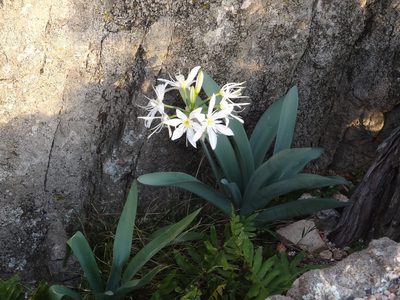 Pancratium illyricum, photographed by Yves Bas
