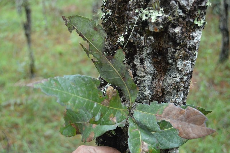Quercus crispifolia, photographed by Neptalí Ramírez Marcial