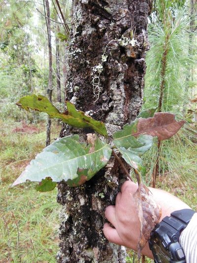 Quercus crispifolia, photographed by Neptalí Ramírez Marcial