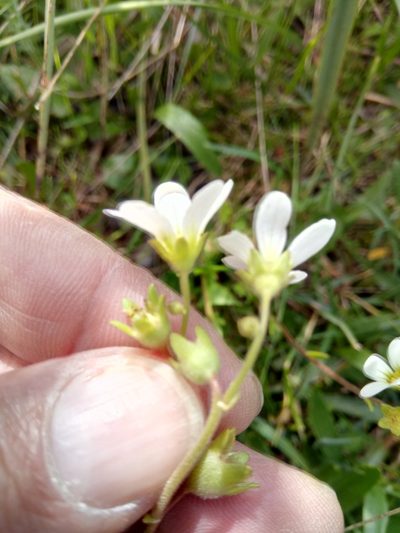 Saxifraga carpetana, photographed by Karim Haddad