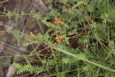 Pearsonia aristata, photographed by Tony Rebelo