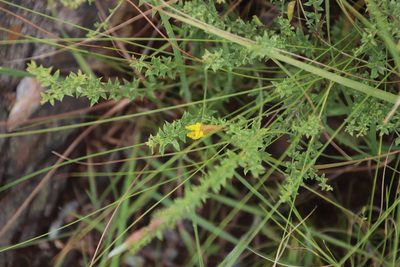 Pearsonia aristata, photographed by Tony Rebelo