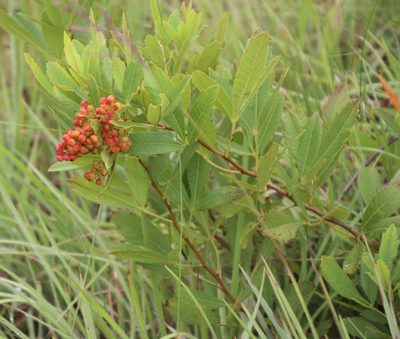 Searsia rogersii, photographed by Tony Rebelo