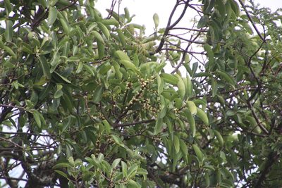 Ficus salicifolia, photographed by Tony Rebelo