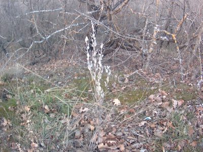 Fibigia clypeata, photographed by Михаил Орлов