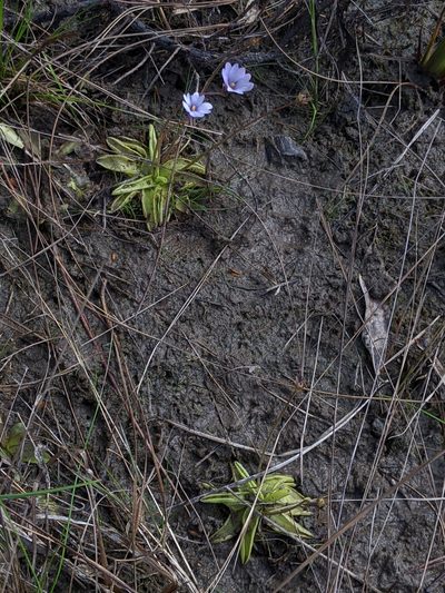 Pinguicula ionantha, photographed by Scott Allen Davis