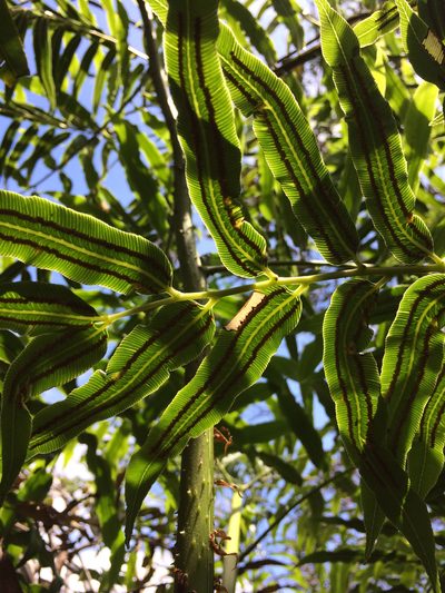 Cyathea corcovadensis, photographed by B. Phalan