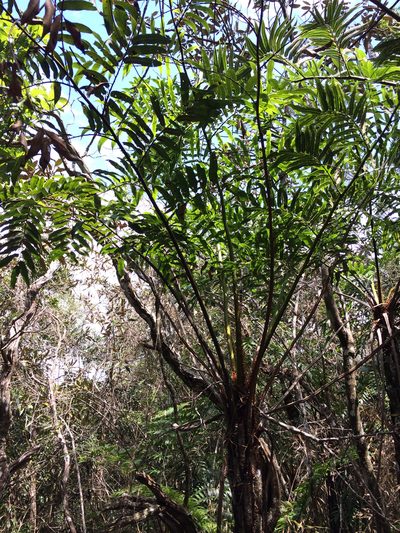Cyathea corcovadensis, photographed by B. Phalan