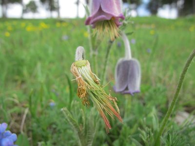 Pulsatilla albana, photographed by Grzegorz Grzejszczak