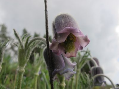 Pulsatilla albana, photographed by Grzegorz Grzejszczak