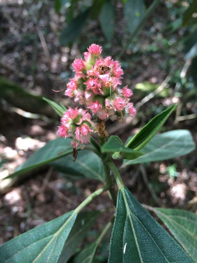Miconia melastomoides, photographed by B. Phalan
